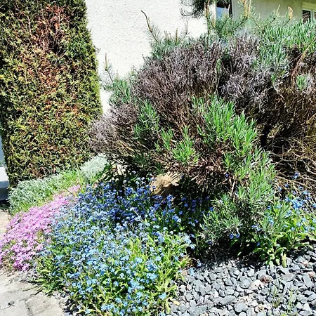 Randy's House * Pilsen